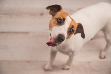 Jack Russell Teriyer Köpek Yalayıcı Cam