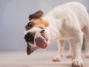 Jack Russell Teriyer Köpek Yalayıcı Cam