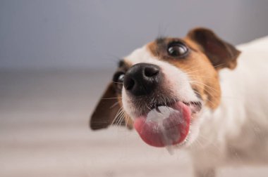 İnanılmaz mutlu bir ifadesi olan ve dili dışarı fırlamış, kapalı bir alanda güzel bir şekilde yakalanmış oyuncu bir köpek.