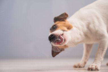 Jack Russell Teriyer Köpek Yalayıcı Cam