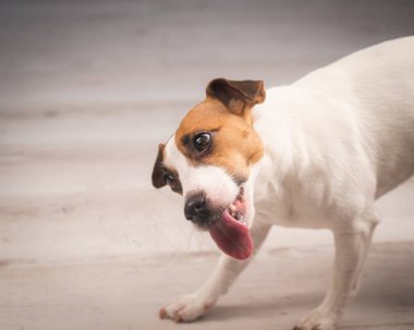 Jack Russell Teriyer Köpek Yalayıcı Cam