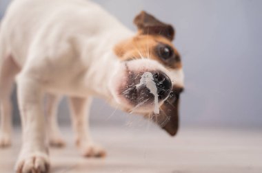 Jack Russell Teriyer Köpek Yalayıcı Cam