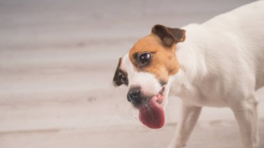 Jack Russell Teriyer Köpek Yalayıcı Cam