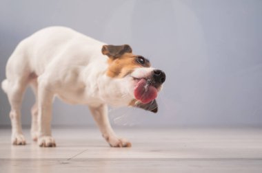 Jack Russell Teriyer Köpek Yalayıcı Cam