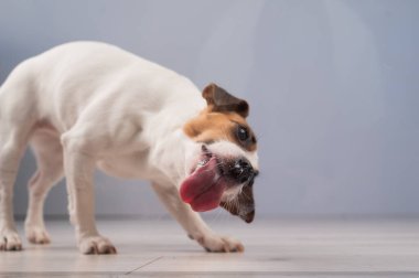 Jack Russell Teriyer Köpek Yalayıcı Cam