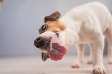 Jack Russell Teriyer Köpek Yalayıcı Cam