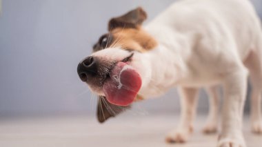 Jack Russell Teriyer Köpek Yalayıcı Cam
