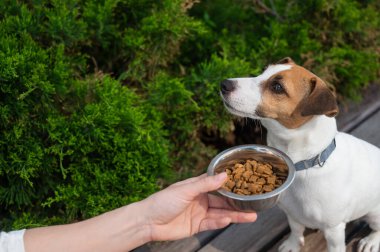 Üzgün köpek yemek kasesinden uzaklaşıyor. İştah yok