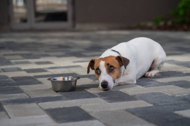 Üzgün köpek yemek kasesinin yanında yatıyor. İştah yok