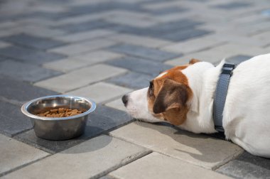 Üzgün köpek yemek kasesinin yanında yatıyor. İştah yok