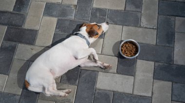 Üzgün köpek yemek kasesinin yanında yatıyor. İştah yok