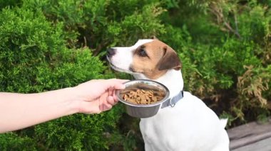 Üzgün köpek yemek kasesinden uzaklaşıyor. İştah yok