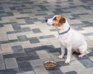 Yemek kasesinin yanında oturan Hasta Köpek.
