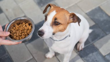 Üzgün köpek yemek kasesinden uzaklaşıyor. İştah yok