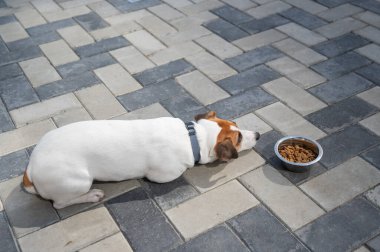 Üzgün köpek yemek kasesinin yanında yatıyor. İştah yok