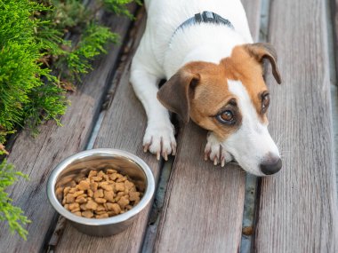 Üzgün köpek yemek kasesinin yanında yatıyor. İştah yok