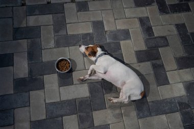 Üzgün köpek yemek kasesinin yanında yatıyor. İştah yok