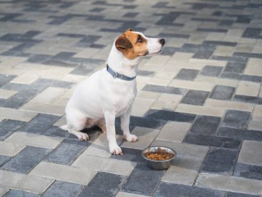Yemek kasesinin yanında oturan Hasta Köpek.