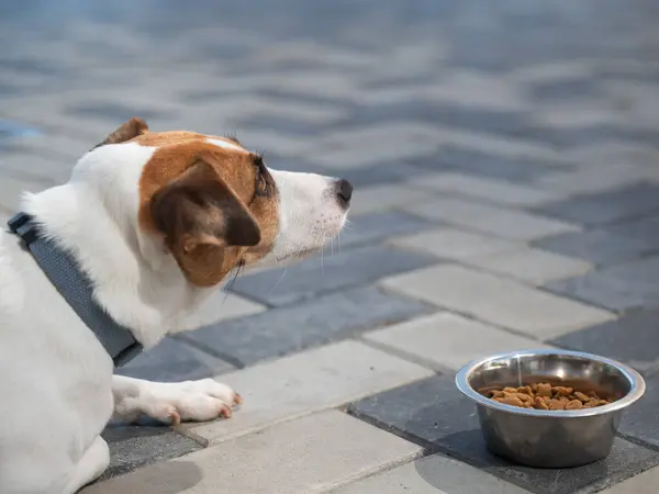 Üzgün köpek yemek kasesinin yanında yatıyor. İştah yok