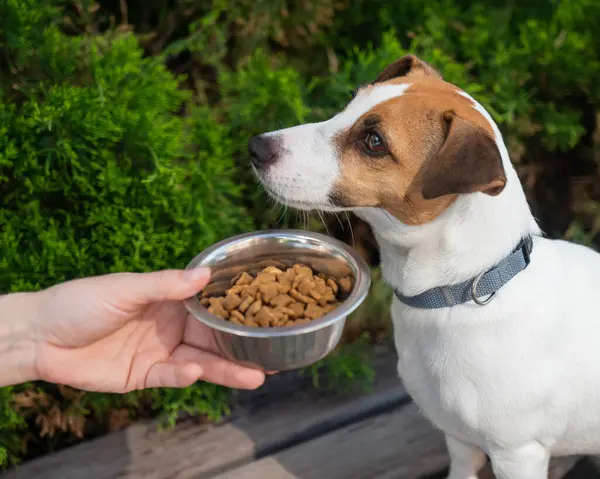 Üzgün köpek yemek kasesinden uzaklaşıyor. İştah yok