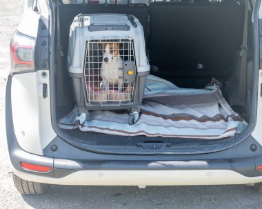 Jack Russell Teriyer Köpeği Seyahat Çantasında Hayvanlar Araba Bagajında