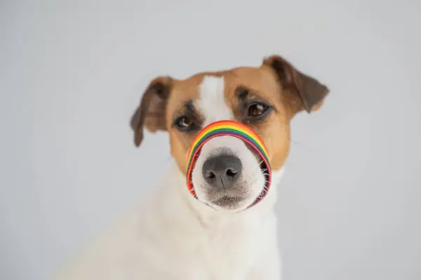 Jack Russell Teriyer Köpeği Gökkuşağı Ağızlığı Giyiyor