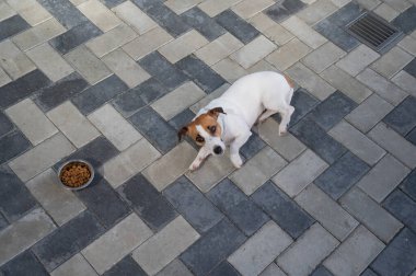 Üzgün köpek yemek kasesinin yanında yatıyor. İştah yok