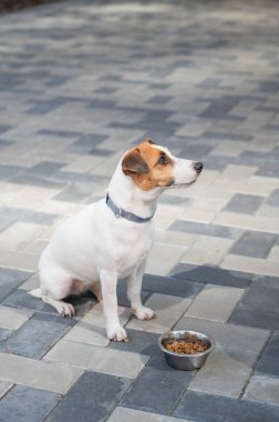Yemek kasesinin yanında oturan Hasta Köpek.