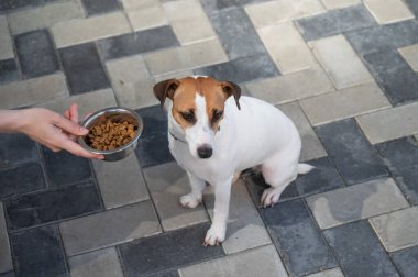Üzgün köpek yemek kasesinden uzaklaşıyor. İştah yok