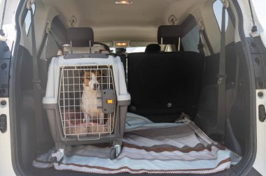 Jack Russell Teriyer Köpeği Seyahat Çantasında Hayvanlar Araba Bagajında