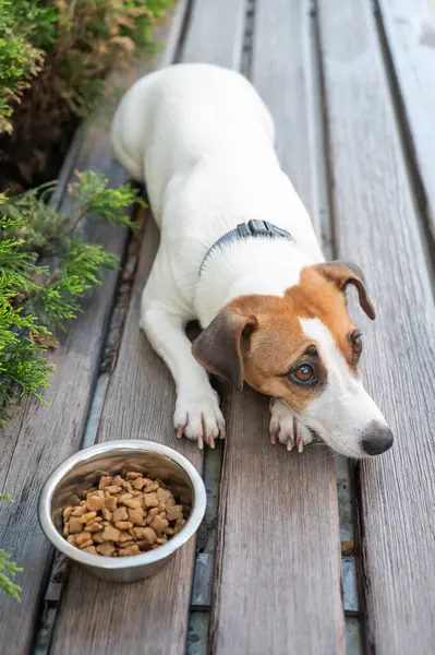 Üzgün köpek yemek kasesinin yanında yatıyor. İştah yok