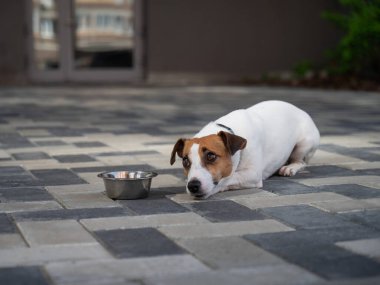 Üzgün köpek yemek kasesinin yanında yatıyor. İştah yok