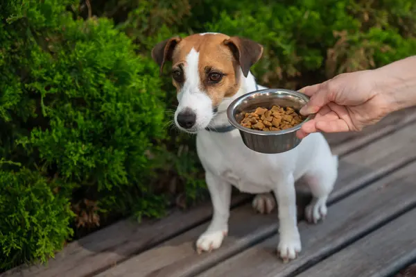 Üzgün köpek yemek kasesinden uzaklaşıyor. İştah yok