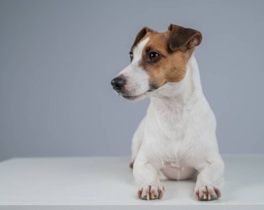 Beyaz arka planda Jack Russell Terrier köpeği portresi