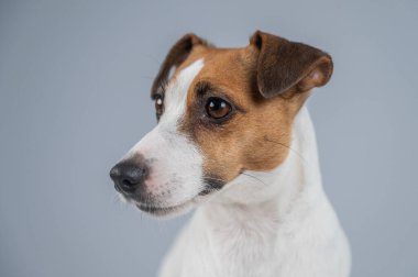 Beyaz arka planda Jack Russell Terrier köpeği portresi
