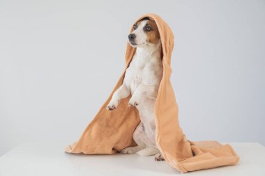 Beyaz arka planda havluyla Jack Russell Terrier köpeği