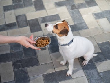 Üzgün köpek yemek kasesinden uzaklaşıyor. İştah yok