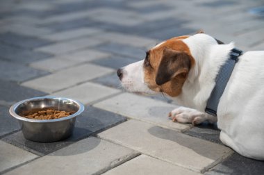 Üzgün köpek yemek kasesinin yanında yatıyor. İştah yok