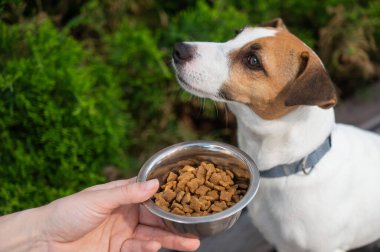 Üzgün köpek yemek kasesinden uzaklaşıyor. İştah yok
