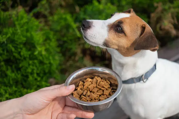 Üzgün köpek yemek kasesinden uzaklaşıyor. İştah yok