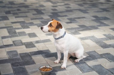 Yemek kasesinin yanında oturan Hasta Köpek.