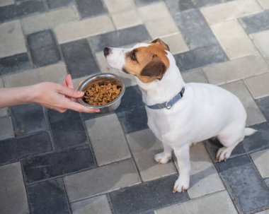Üzgün köpek yemek kasesinden uzaklaşıyor. İştah yok