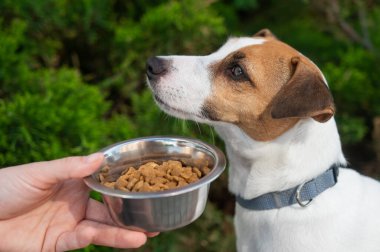 Üzgün köpek yemek kasesinden uzaklaşıyor. İştah yok