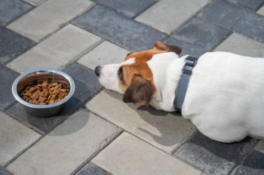 Üzgün köpek yemek kasesinin yanında yatıyor. İştah yok