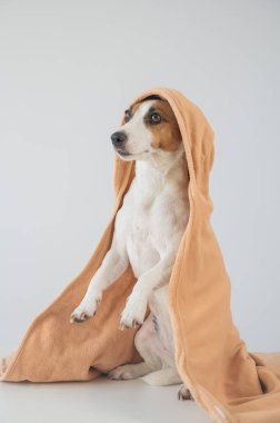 Beyaz arka planda havluyla Jack Russell Terrier köpeği