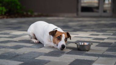 Üzgün köpek yemek kasesinin yanında yatıyor. İştah yok