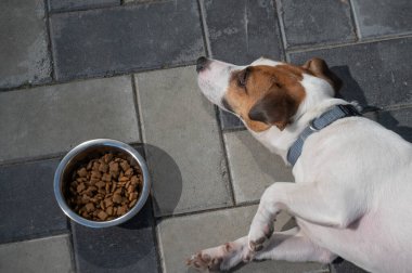 Üzgün köpek yemek kasesinin yanında yatıyor. İştah yok