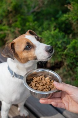 Üzgün köpek yemek kasesinden uzaklaşıyor. İştah yok