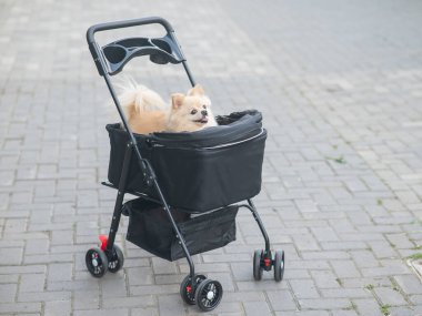 Evcil bebek arabasında şirin bir köpek.