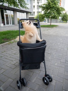 Evcil bebek arabasında şirin bir köpek.